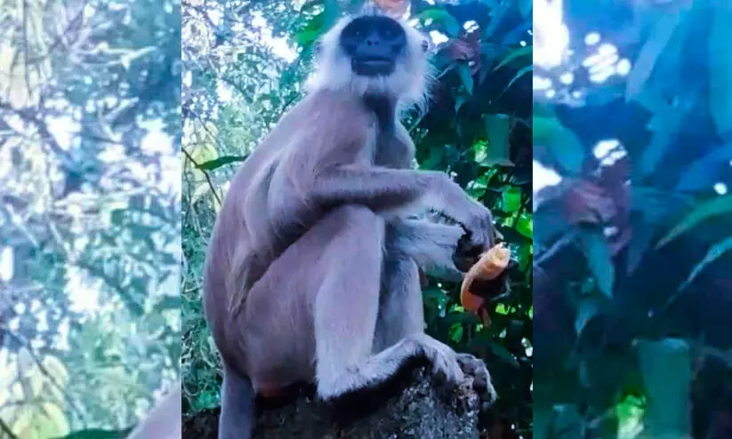 ആലുവ നഗരം കാണാനിറങ്ങി ഹനുമാൻ കുരങ്ങ്; കൗതുകമടക്കി നാട്ടുകാർ ആലുവ നഗരം കാണാനിറങ്ങി ഹനുമാൻ കുരങ്ങ്; കൗതുകമടക്കി നാട്ടുകാർ