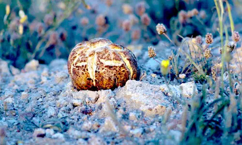 മ​ഴ ന​ന​ച്ച മ​രു​ഭൂ​മിയി​ൽ ഇ​നി ട്ര​ഫി​ൾ കാ​ലം