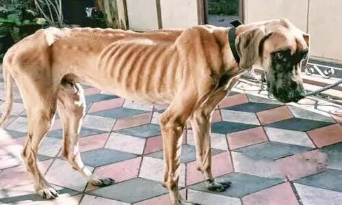 തെരുവിൽനിന്ന് വീട്ടിലെത്തി താരമായി ബാഷ തെരുവിൽനിന്ന് വീട്ടിലെത്തി താരമായി ബാഷ