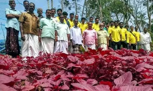 യുവത കൈകോര്‍ത്തു; കൃഷിയിൽ പുരസ്കാര നിറവുമായി നന്മ സാംസ്‌കാരികവേദി