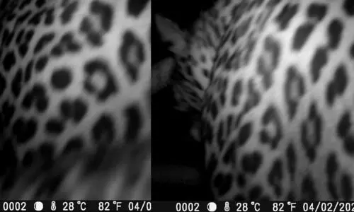 കൊട്ടിയൂരിൽ വനംവകുപ്പിന്‍റെ ക്യാമറയിൽ പുലിയുടെ ദൃശ്യങ്ങൾ VIDEO