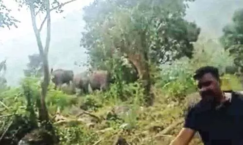 ജ​ന​വാ​സ മേ​ഖ​ല​യി​ൽ പകലും ആനകൾ