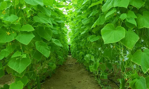 കാ​ര്‍ഷി​ക പാ​ഠം പ​ക​ർ​ന്ന്​ അ​ജ്മാ​ന്‍