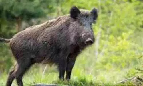 wild boar