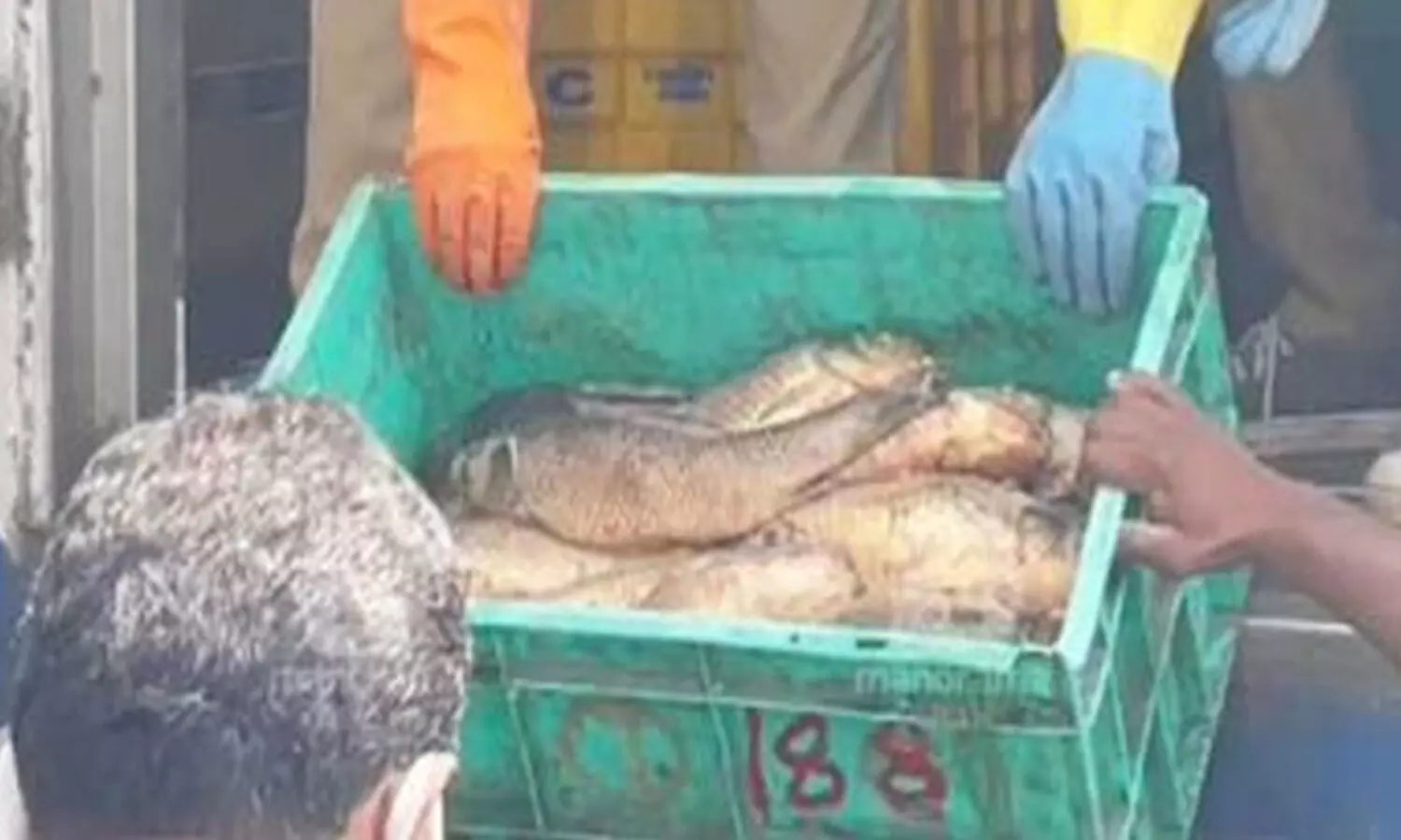 കൊച്ചിയിൽ 4000 കിലോ പഴകിയ മത്സ്യം പിടികൂടി; പിടിച്ചെടുത്ത മത്സ്യം ഇന്ന് നശിപ്പിക്കും