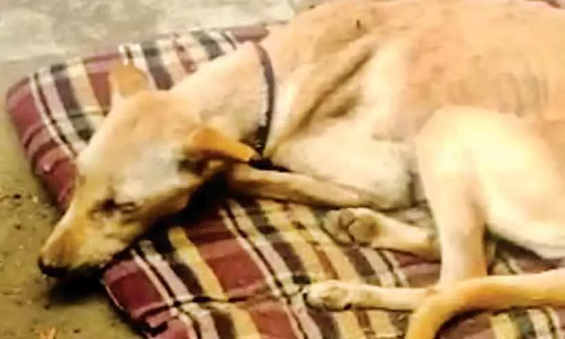 വന്ധ്യംകരണ ശസ്ത്രക്രിയ: 85 തെരുവുനായ്ക്കൾ ചത്തു വന്ധ്യംകരണ ശസ്ത്രക്രിയ: 85 തെരുവുനായ്ക്കൾ ചത്തു