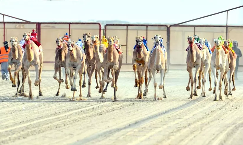 ഒ​ട്ട​ക​ങ്ങ​ൾ വ​രി​വ​രി വ​രി​യാ​യ്...