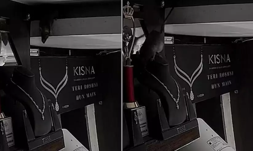 rat stealing necklace