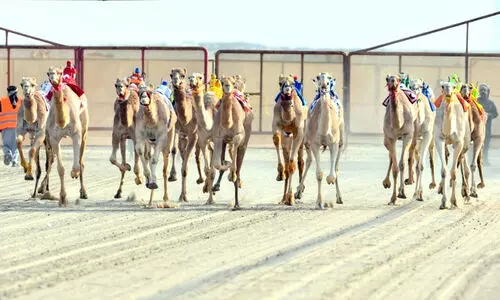 ഒ​ട്ട​ക​ങ്ങ​ൾ വ​രി​വ​രി വ​രി​യാ​യ്...