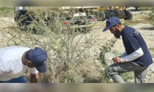 മെ​സ്കി​റ്റ്​ മ​ര​ങ്ങ​ൾ ന​ശി​പ്പി​ക്ക​ൽ; കാ​മ്പ​യി​ന്​ തു​ട​ക്കം