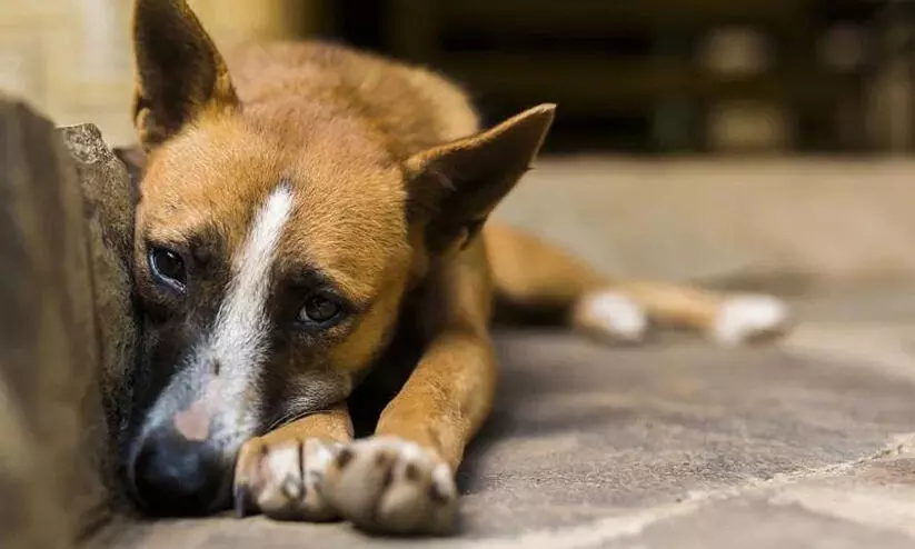 തെരുവ് നായക്ക് യുവാവിന്റെ പീഡനം; വിഡിയോ പ്രചരിച്ചതിനെ തുടർന്ന് ഒളിവിൽ