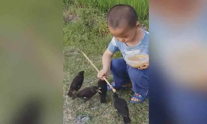 കിളികൾക്ക് ഭക്ഷണം കൊടുക്കുന്ന കുട്ടിയെ കാണാൻ ആരാധകർ ഏറെ; സമൂഹ മാധ്യമങ്ങളിൽ വിഡിയോ വൈറൽ ആകുന്നു