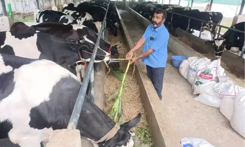ക്ഷീരോൽപാദക മേഖലക്ക് മുതൽക്കൂട്ടായി കിടാരി പാർക്ക്