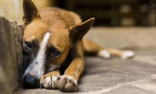 തെരുവ് നായക്ക് യുവാവിന്റെ പീഡനം; വിഡിയോ പ്രചരിച്ചതിനെ തുടർന്ന് ഒളിവിൽ