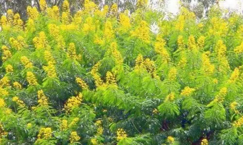 വയനാട്ടിലെ വനഭൂമിയിൽ മഞ്ഞക്കൊന്ന വ്യാപിച്ചത് 30393 ഏക്കറിൽ