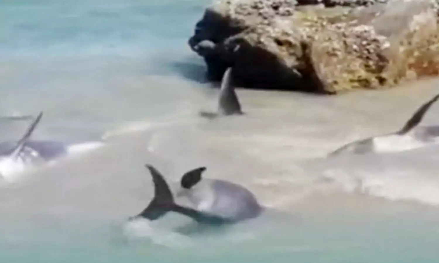 ദോ​ഫാ​റി​ൽ ക​ര​ക്ക​ണ​ഞ്ഞ ഡോ​ൾ​ഫി​നു​ക​ളെ ര​ക്ഷി​ച്ചു