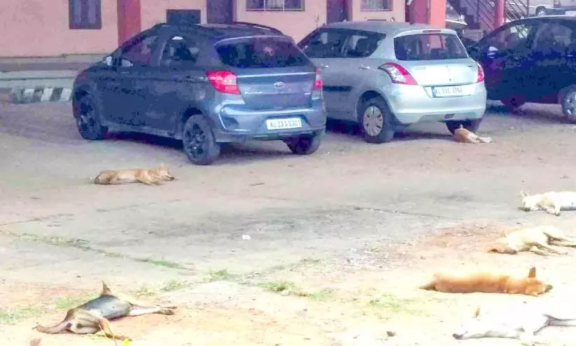 കു​ന്ന​ത്തൂ​രിൽ തെരുവുനാ​യ്​ ആ​ക്ര​മ​ണം; മൂന്നുപേർക്ക് പരിക്ക്​