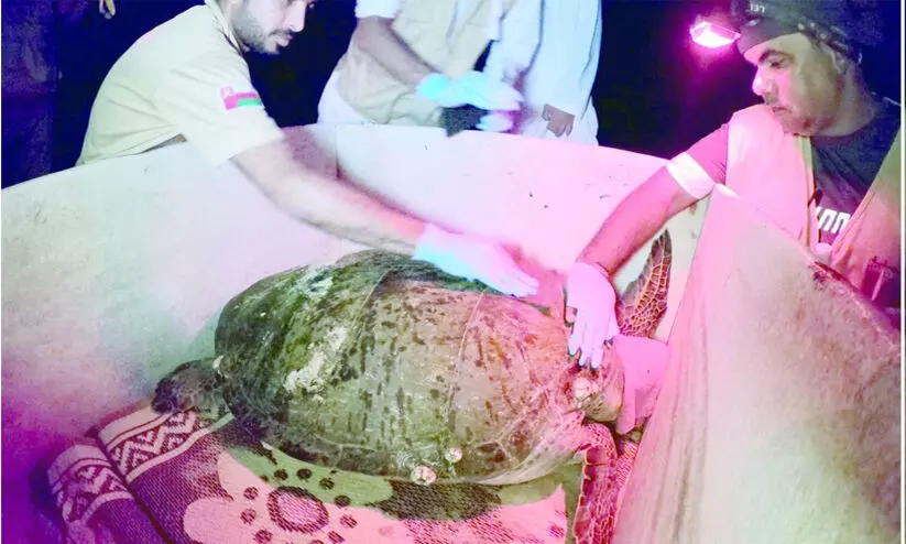 ക​ട​ലാ​മ​ക​ളു​ടെ സം​ര​ക്ഷ​ണം; തെ​ക്ക​ൻ ശ​ർ​ഖി​യ​യി​ൽ​നി​ന്ന്​ നീ​ക്കി​യ​ത്​ 70 ട​ൺ മാ​ലി​ന്യം