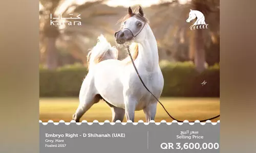 ഈ ​കു​തി​ര വി​റ്റു​പോ​യ​ത് എ​ട്ടു​കോ​ടി രൂ​പ​ക്ക്