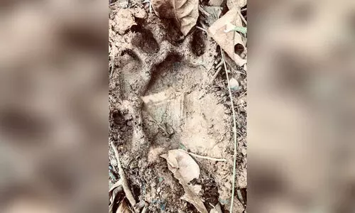 Tiger footprint