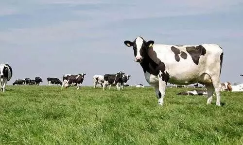 dairy sectors is in crisis