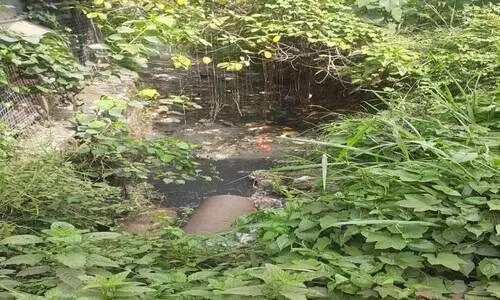 ഓടയിലെ മലിനജലം പുലമൺ തോട്ടിലേക്ക്; തടയാൻ നടപടിയില്ല