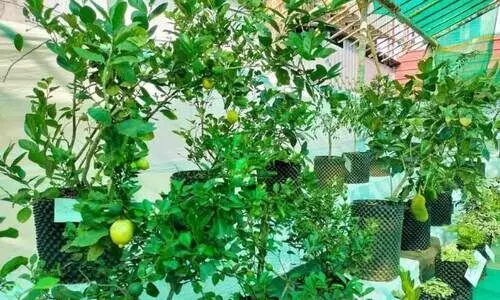 ചെറുവത്തൂരിൽ അപൂർവ തുളസിക്കലവറ