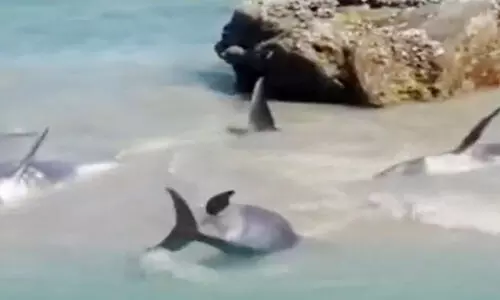 ദോ​ഫാ​റി​ൽ ക​ര​ക്ക​ണ​ഞ്ഞ ഡോ​ൾ​ഫി​നു​ക​ളെ ര​ക്ഷി​ച്ചു