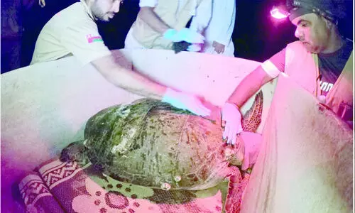 ക​ട​ലാ​മ​ക​ളു​ടെ സം​ര​ക്ഷ​ണം; തെ​ക്ക​ൻ ശ​ർ​ഖി​യ​യി​ൽ​നി​ന്ന്​ നീ​ക്കി​യ​ത്​ 70 ട​ൺ മാ​ലി​ന്യം