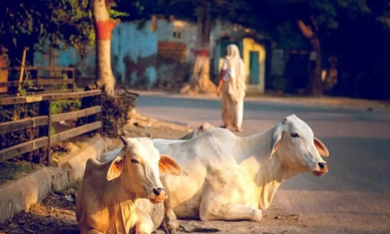 പാവം പശുവറിയുന്നുണ്ടോ, താനൊരു വിഷം പുരട്ടിയ രാഷ്ട്രീയ ആയുധമാണെന്ന്