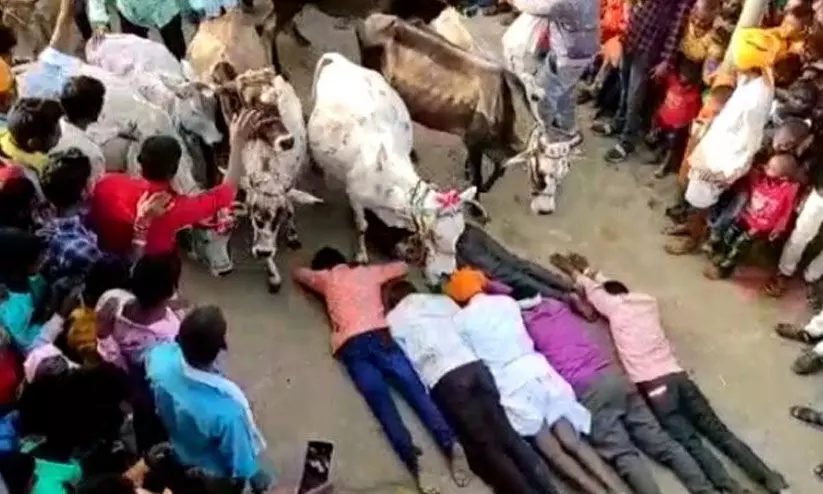 പശുക്കളുടെ ചവിട്ടേൽക്കാൻ കാത്തുനിൽക്കുന്ന നാട്ടുകാർ, ചവിട്ടേറ്റാൽ പുണ്യം; ഈ ഗ്രാമത്തിലേത് ഏറെ കൗതുകമുള്ള ആചാരം