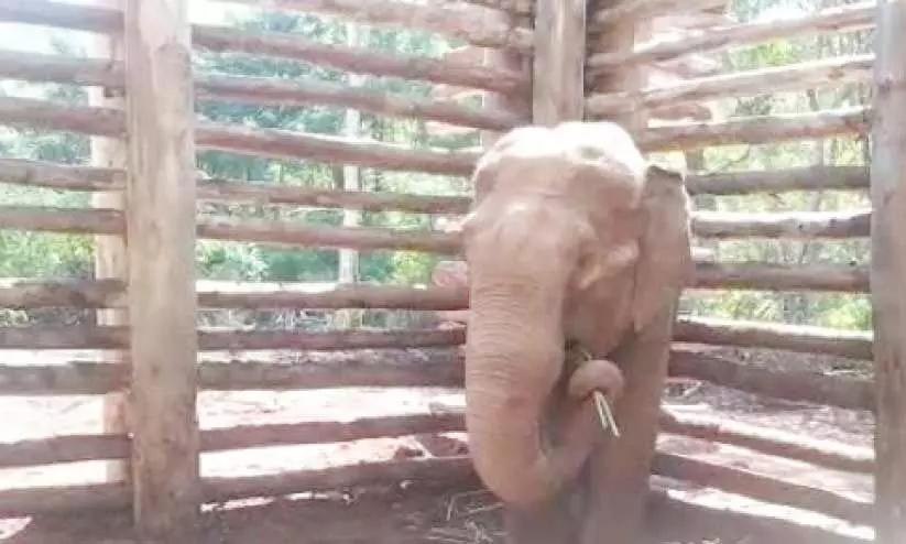 പ​ന്ത​ല്ലൂ​ർ അ​ര​സി​രാ​ജ വെ​റും രാ​ജ​യാ​യി; ക​ർ​ഷ​ക​നെ കൊ​ന്ന ക​ടു​വ അ​ധീ​ര