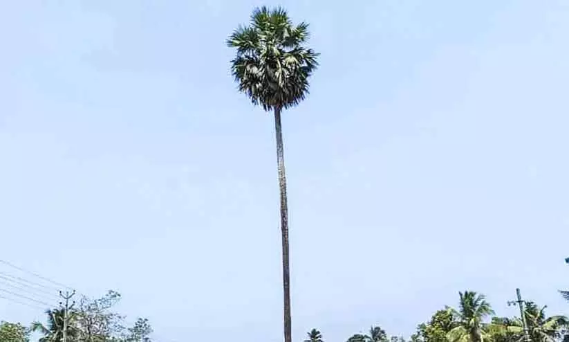 ചടങ്ങുകൾ കഴിഞ്ഞു; നാടിന്റെ ‘ഒറ്റപ്പന’ ഇനി ഓർമയിലേക്ക് ചടങ്ങുകൾ കഴിഞ്ഞു; നാടിന്റെ ‘ഒറ്റപ്പന’ ഇനി ഓർമയിലേക്ക്