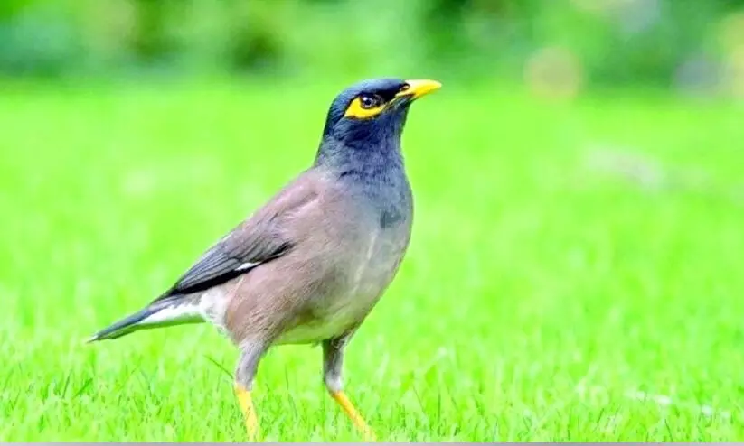 നടപടികൾ ഫലം കാണുന്നു; ദോഫാറിൽ കാക്കകളുടെയും മൈനകളുടെയും എണ്ണം കുറഞ്ഞുതുടങ്ങി