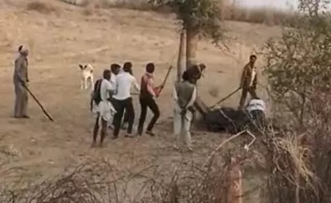 ഉടമയുടെ തല കടിച്ചെടുത്തു ഒട്ടകം; കെട്ടിയിട്ട് തല്ലിക്കൊന്ന് നാട്ടുകാർ