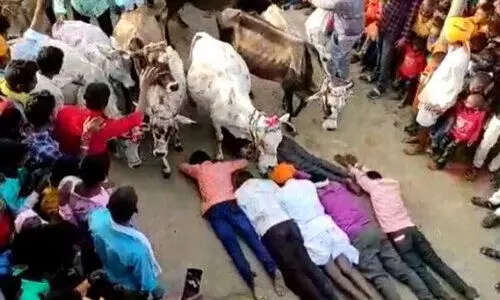 പശുക്കളുടെ ചവിട്ടേൽക്കാൻ കാത്തുനിൽക്കുന്ന നാട്ടുകാർ, ചവിട്ടേറ്റാൽ പുണ്യം; ഈ ഗ്രാമത്തിലേത് ഏറെ കൗതുകമുള്ള ആചാരം