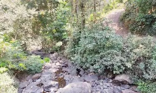 നീർച്ചോലകൾ വറ്റിത്തുടങ്ങി: വ​ന്യ​മൃ​ഗ​ങ്ങ​ൾ കു​ടി​വെ​ള്ള​ത്തി​നാ​യി കാ​ടി​റ​ങ്ങു​ന്നു