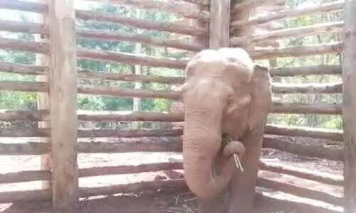 പ​ന്ത​ല്ലൂ​ർ അ​ര​സി​രാ​ജ വെ​റും രാ​ജ​യാ​യി; ക​ർ​ഷ​ക​നെ കൊ​ന്ന ക​ടു​വ അ​ധീ​ര