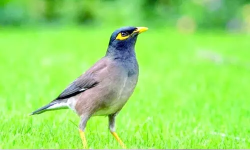 നടപടികൾ ഫലം കാണുന്നു; ദോഫാറിൽ കാക്കകളുടെയും മൈനകളുടെയും എണ്ണം കുറഞ്ഞുതുടങ്ങി