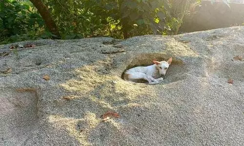 കരീപ്ര –കടയേക്കാട്​ റോഡ് തകർന്നു