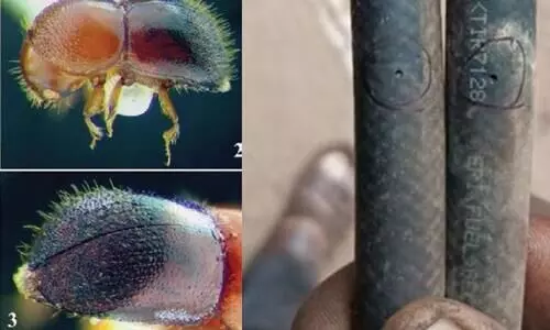 വാഹനങ്ങളിലെ ഇന്ധന പൈപ്പ് തുരക്കുന്ന വില്ലനെ തിരിച്ചറിഞ്ഞ് ഗവേഷകർ; വണ്ടുകൾ എത്തുന്നത് പെട്രോളിലെ എഥനോൾ തേടി