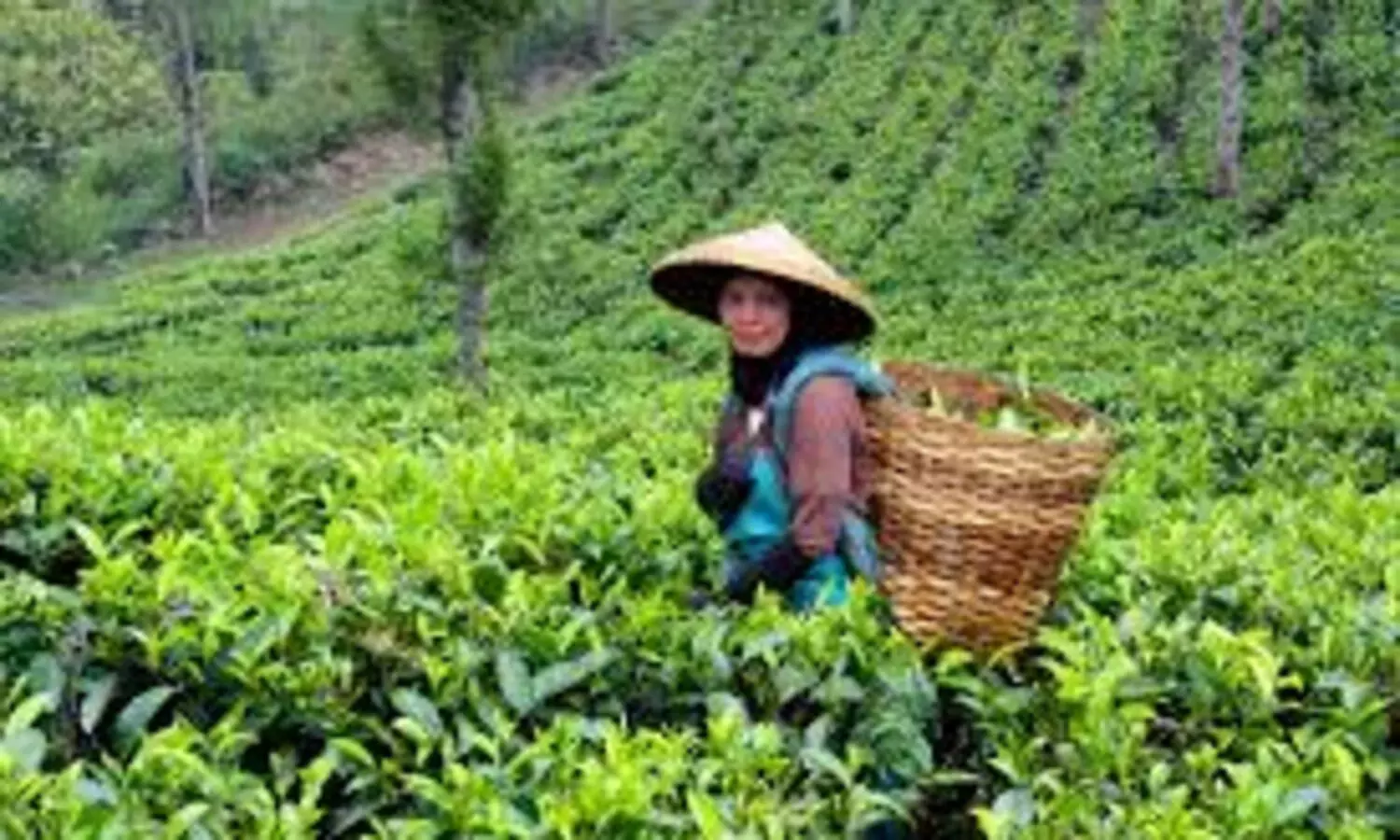 ഹാരിസൺസ് ഉൾപ്പെടെ വൻകിട തോട്ടം ഉടമകൾക്ക് പ്രഖ്യാപിച്ച നികുതി ഇളവ് പ്രാബല്യത്തിൽ