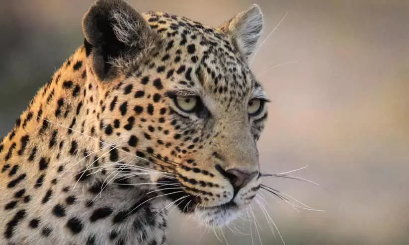 leopardess died leopardess died