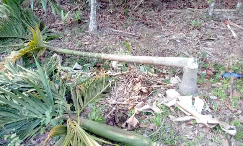 തുടര്‍ച്ചയായി നാലാംദിനവും കാട്ടാനക്കൂട്ടമിറങ്ങി: വില്ലുമല ആദിവാസി കോളനിയിൽ ആന കൃഷി നശിപ്പിച്ചു