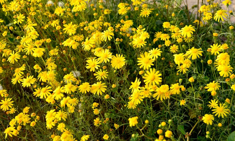 നു​വൈ​ർ പൂ​ക്ക​ൾ