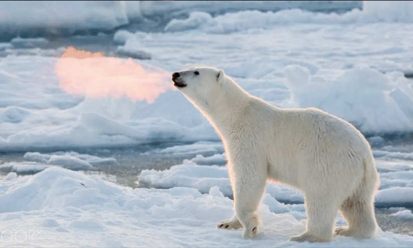 polar bear polar bear