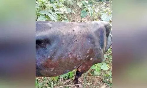 പ​ശു​ക്ക​ൾ​ക്ക് വ്യാ​പ​ക ച​ർ​മ​മു​ഴ രോ​ഗം: ക്ഷീ​ര​ക​ർ​ഷ​ക​ർ ആ​ശ​ങ്ക​യി​ൽ