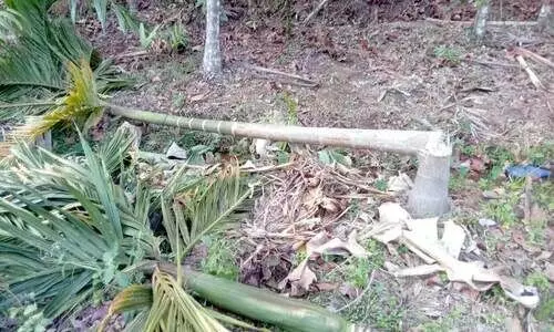 തുടര്‍ച്ചയായി നാലാംദിനവും കാട്ടാനക്കൂട്ടമിറങ്ങി: വില്ലുമല ആദിവാസി കോളനിയിൽ ആന കൃഷി നശിപ്പിച്ചു