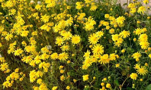 നു​വൈ​ർ പൂ​ക്ക​ൾ