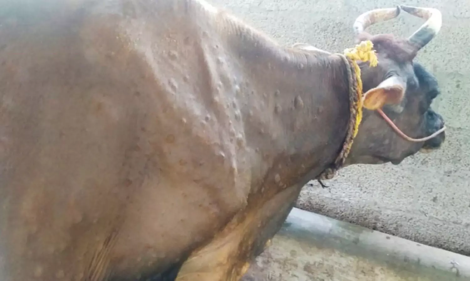 ച​ര്‍മ​മു​ഴ:പൂ​വ​ച്ച​ലി​ൽ അ​ഞ്ച്​ പ​ശു​ക്ക​ൾ ച​ത്തു